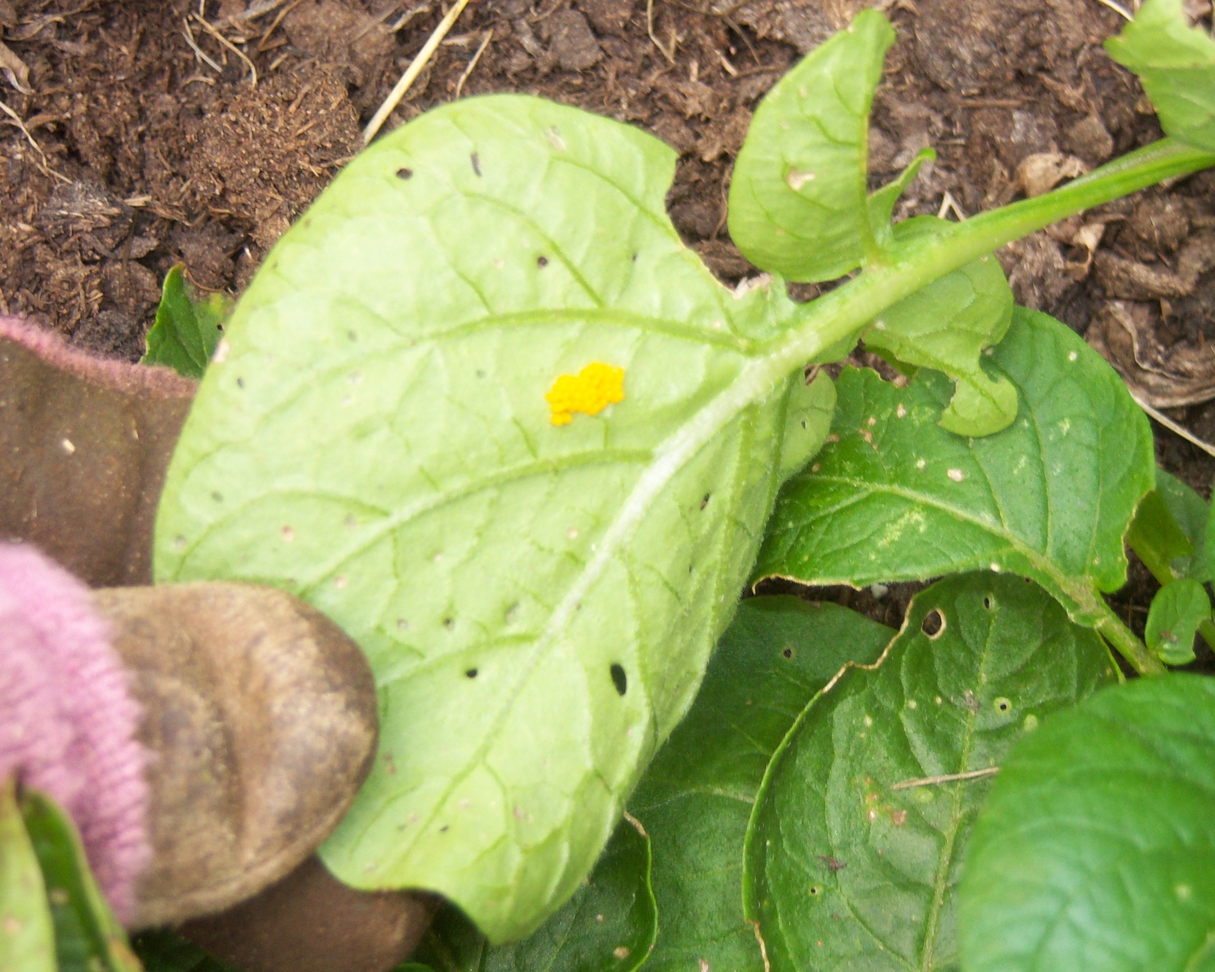 Potato beetle eggs